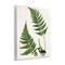 Stupell Industries Two Ferns Nature Study Wall Plaque Art Design by Susan Arnot